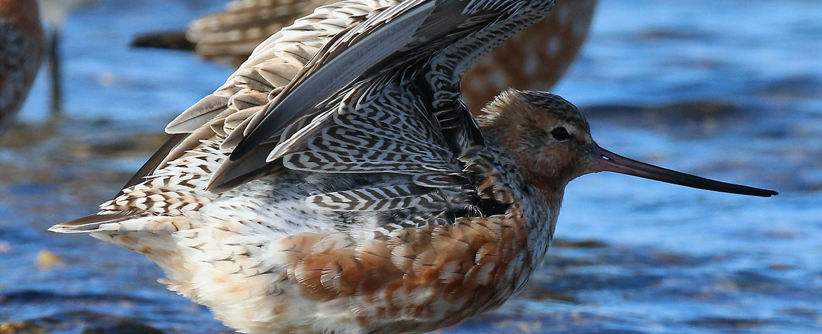 A small brown and white bird with wings open. It has a long thin beak and is sitting in water