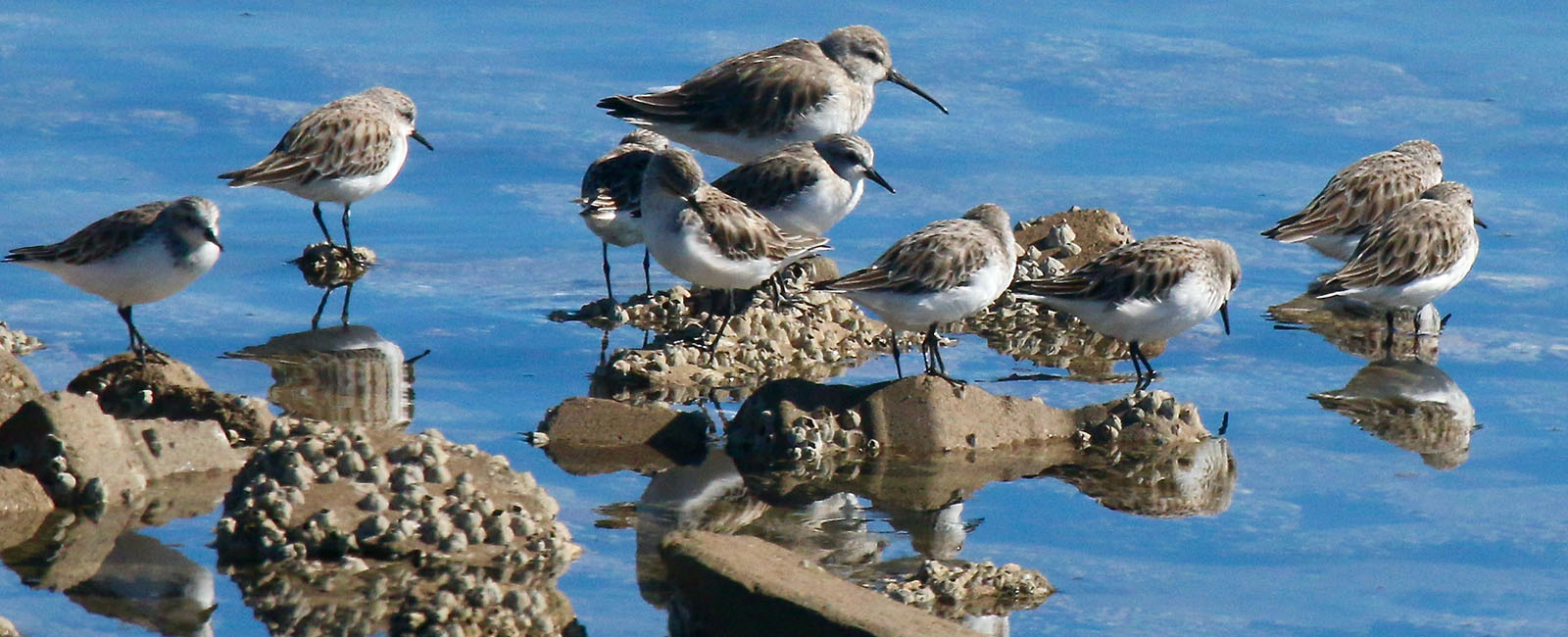 8 birds perched on small rocks in water